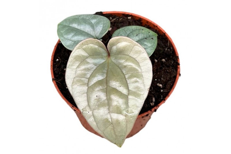 Anthurium luxurians 