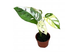 Monstera Adansonii Variegata