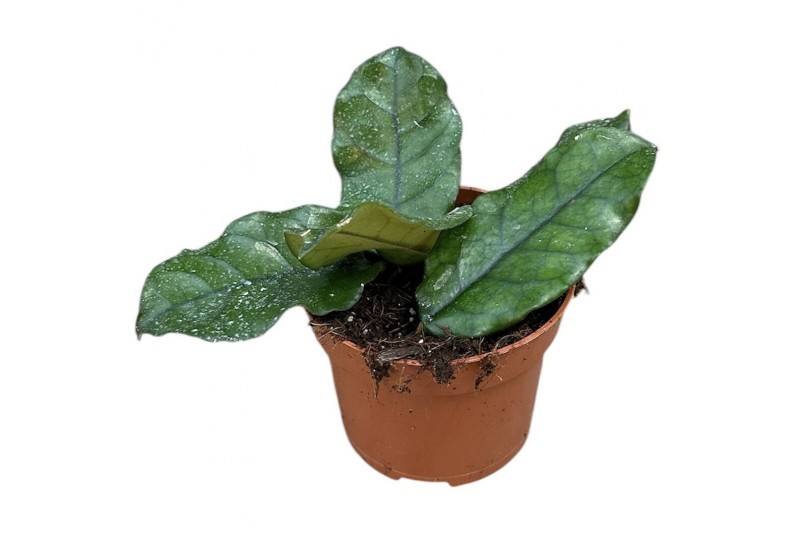 Hoya villosa 