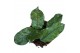 Hoya villosa 