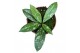 Hoya crassipetiolata splash 