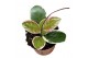 Hoya australis blondie 