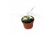 Philodendron florida ghost 
