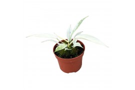 Philodendron florida ghost