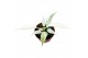 Philodendron florida ghost 