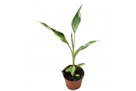 Musa Musa Nono