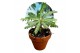 Biophytum sensitivum 