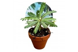 Biophytum sensitivum
