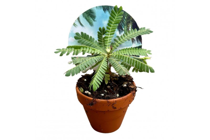 Biophytum sensitivum 