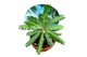 Biophytum sensitivum 