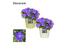 Campanula isoph. napoli decorum juliette