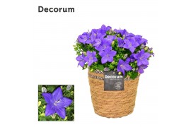 Campanula isoph. napoli decorum s.basket