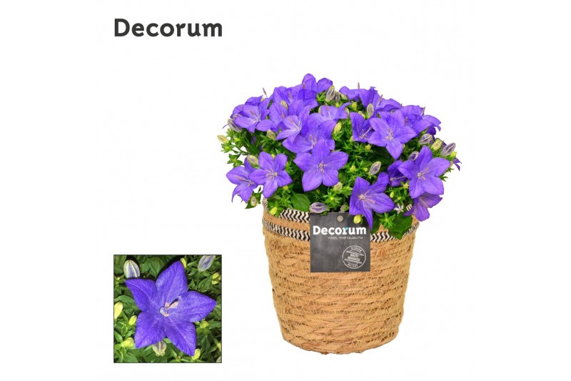 Campanula isoph. napoli decorum s.basket 