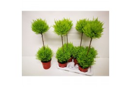 Cupressus macr. goldcrest wilma duobol