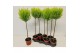 Cupressus macr. goldcrest wilma bol op stam 