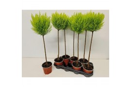 Cupressus macr. goldcrest wilma bol op stam