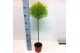 Cupressus macr. goldcrest wilma bol op stam 