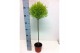 Cupressus macr. goldcrest wilma bol op stam 