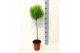 Cupressus macr. goldcrest wilma bol op stam 