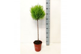 Cupressus macr. goldcrest wilma bol op stam