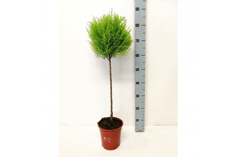 Cupressus macr. goldcrest wilma bol op stam 