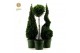 Buxus sempervirens mix 