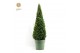 Buxus sempervirens pyramide 95cm 