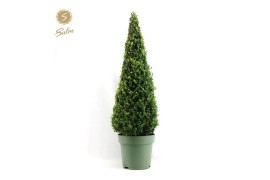 Buxus sempervirens pyramide 95cm