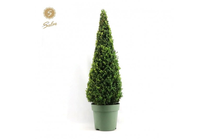 Buxus sempervirens pyramide 95cm 