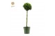 Buxus sempervirens mono bol op stam 
