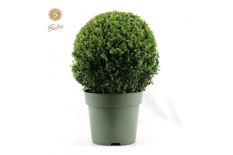 Buxus sempervirens bol 35cm 