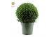 Buxus sempervirens bol 40cm 