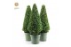 Buxus sempervirens pyramide 