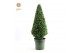 Buxus sempervirens pyramide 