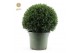 Ilex crenata Ball Ø60cm 