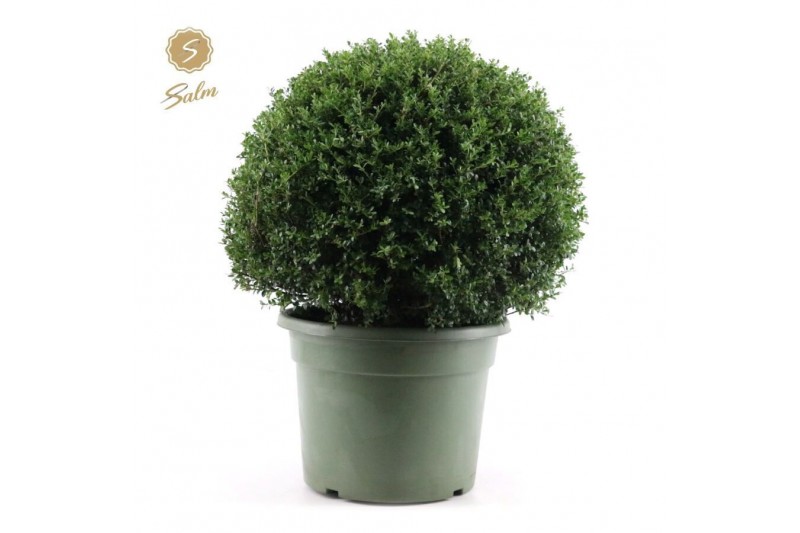 Ilex crenata Ball Ø60cm 