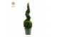 Buxus sempervirens spiraal 