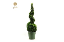 Buxus sempervirens spiraal