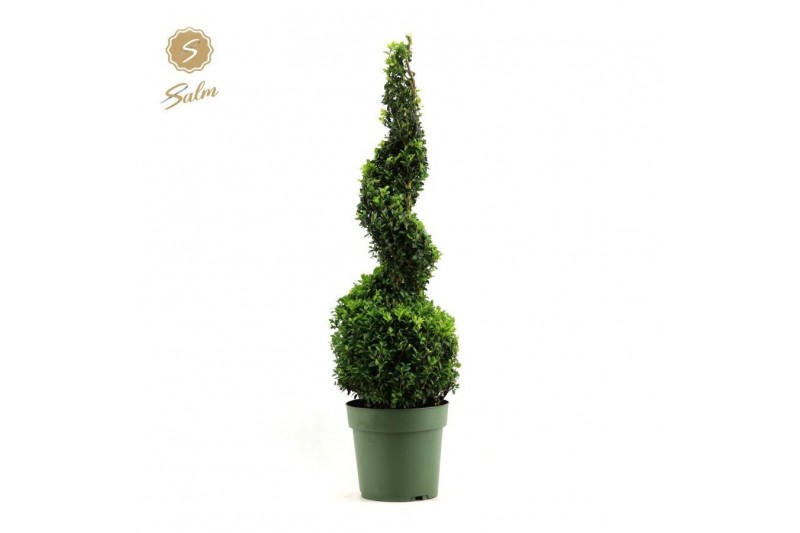 Buxus sempervirens spiraal 