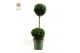 Buxus sempervirens duo bol op stam 