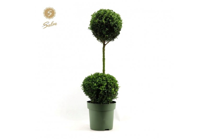 Buxus sempervirens duo bol op stam 