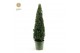 Buxus sempervirens pyramide 70cm 