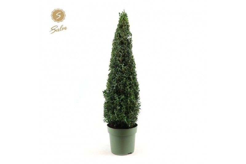 Buxus sempervirens pyramide 70cm 