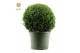 Buxus sempervirens Buxus semp. Ball Ø70cm P45 70 cm diameter 
