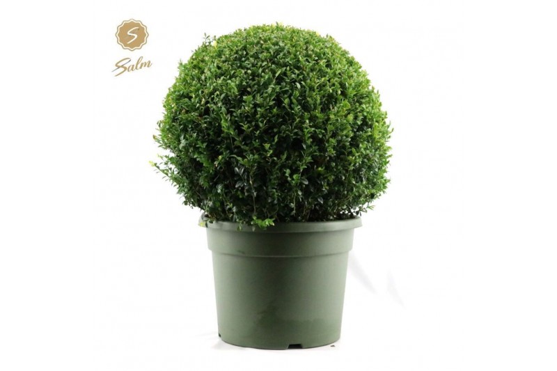 Buxus sempervirens Buxus semp. Ball Ø70cm P45 70 cm diameter Buxus sempervirens Buxus semp. Ball Ø70cm P45 70 cm diameter