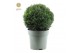 Taxus ball Ø38cm 
