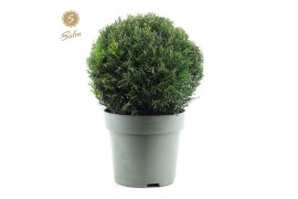 Taxus ball Ø38cm