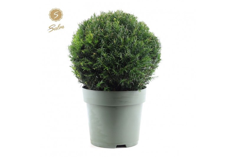 Taxus ball Ø38cm 