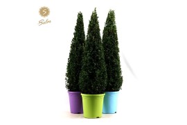 Buxus sempervirens pyramid 70cm in pot colour