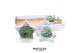 Arrangementen succulenten rootless echeveria mix in grey star 